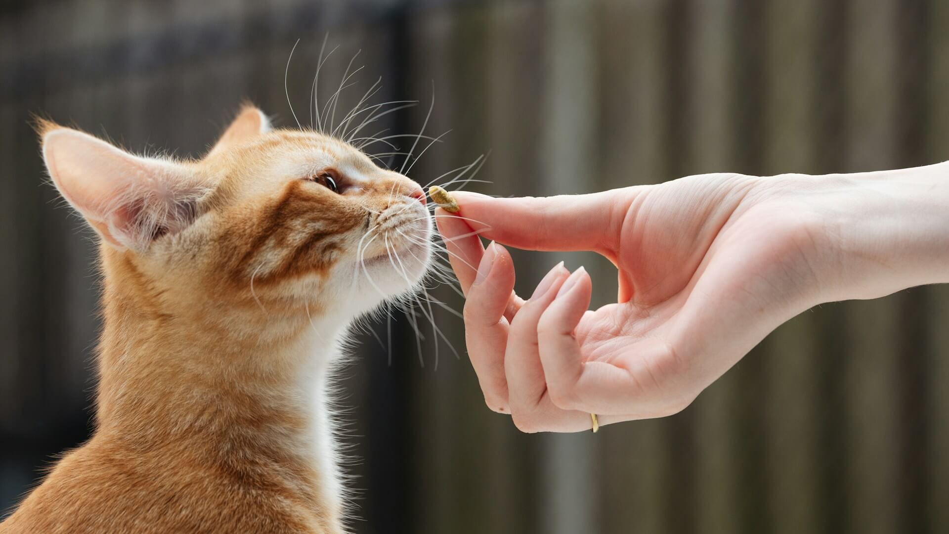cibo gatto intollerante