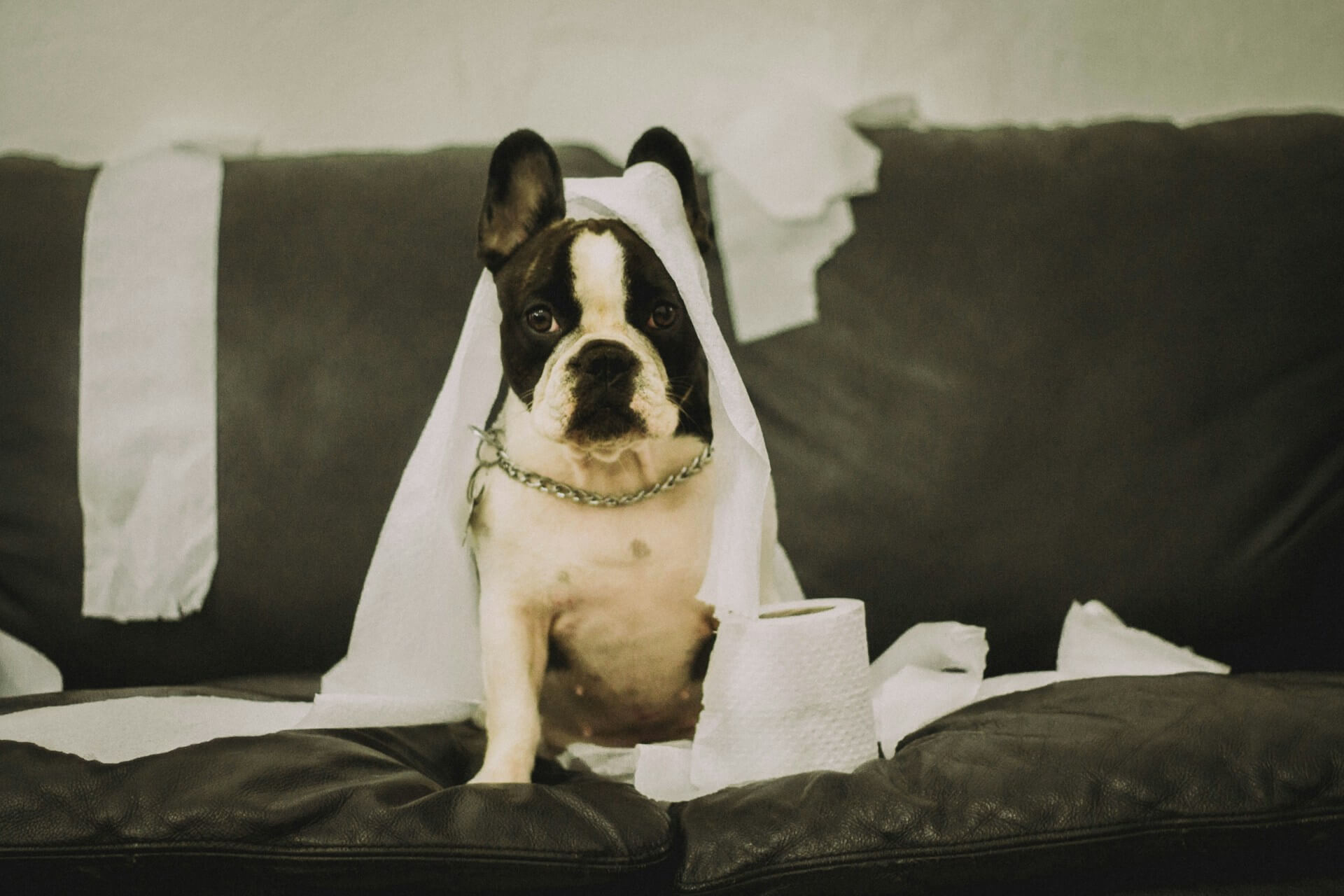 cibo per cani con problemi urinari