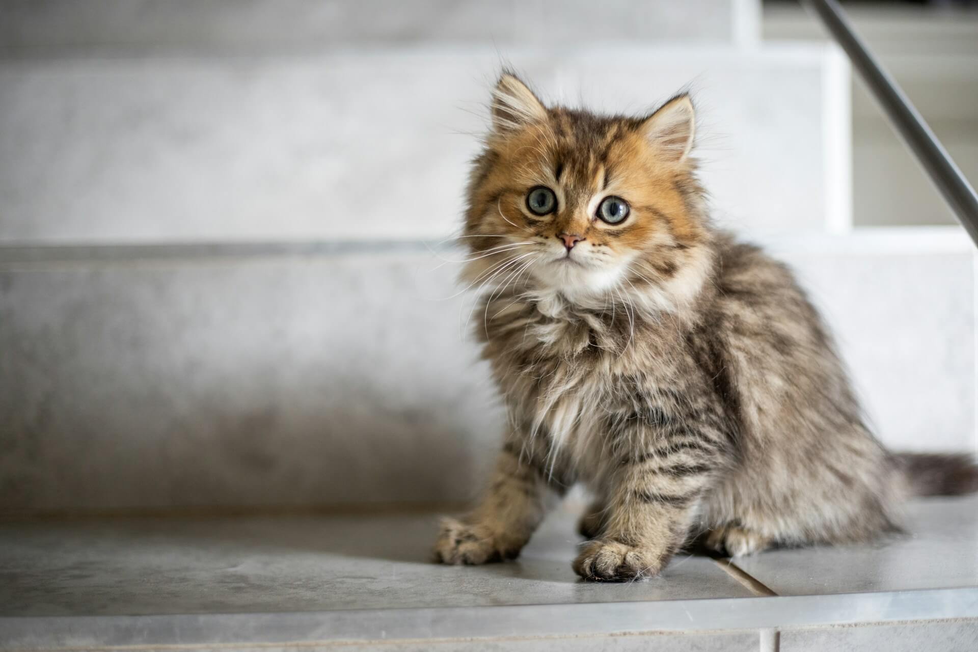cibo per gatti con allergie