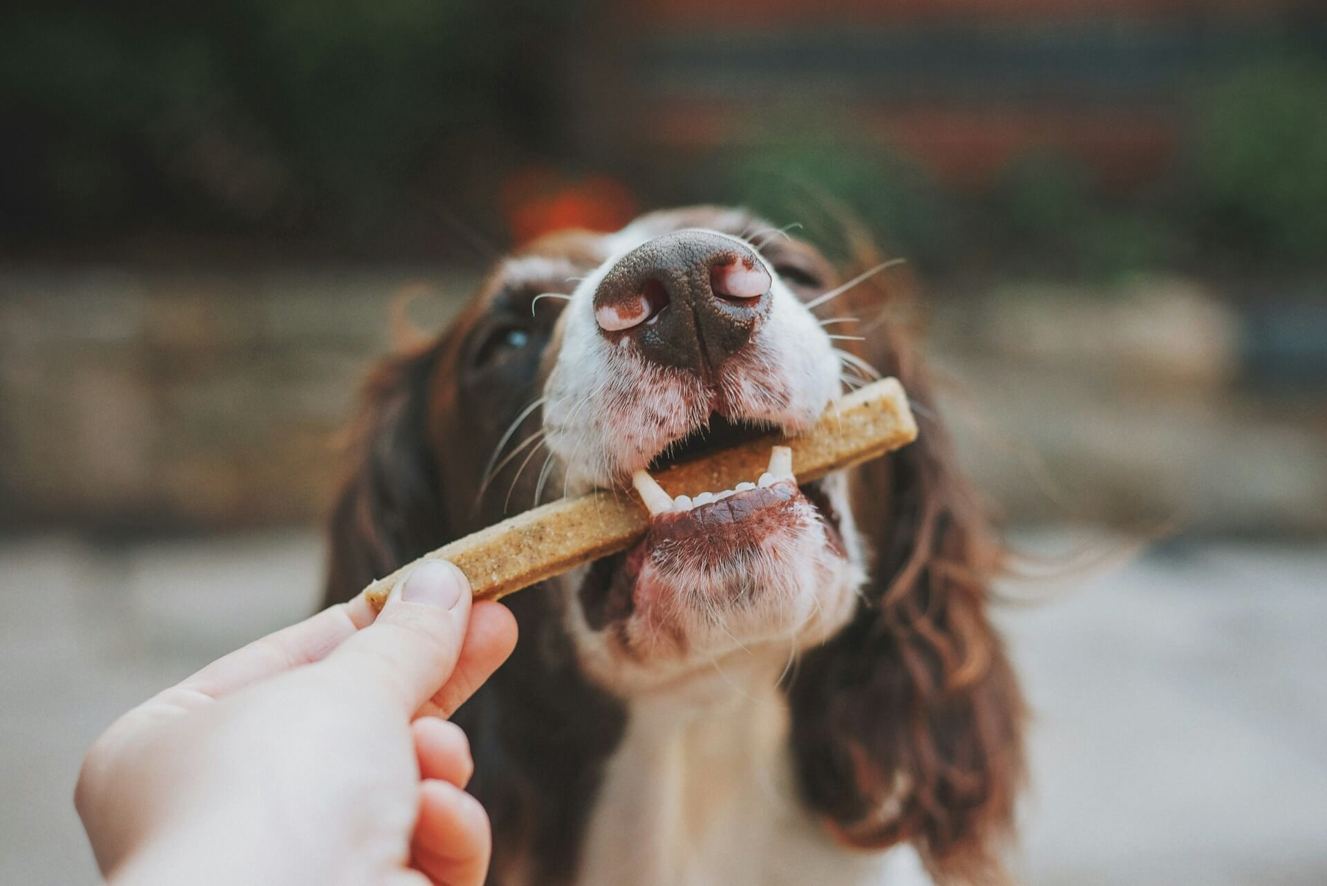cane che mangia