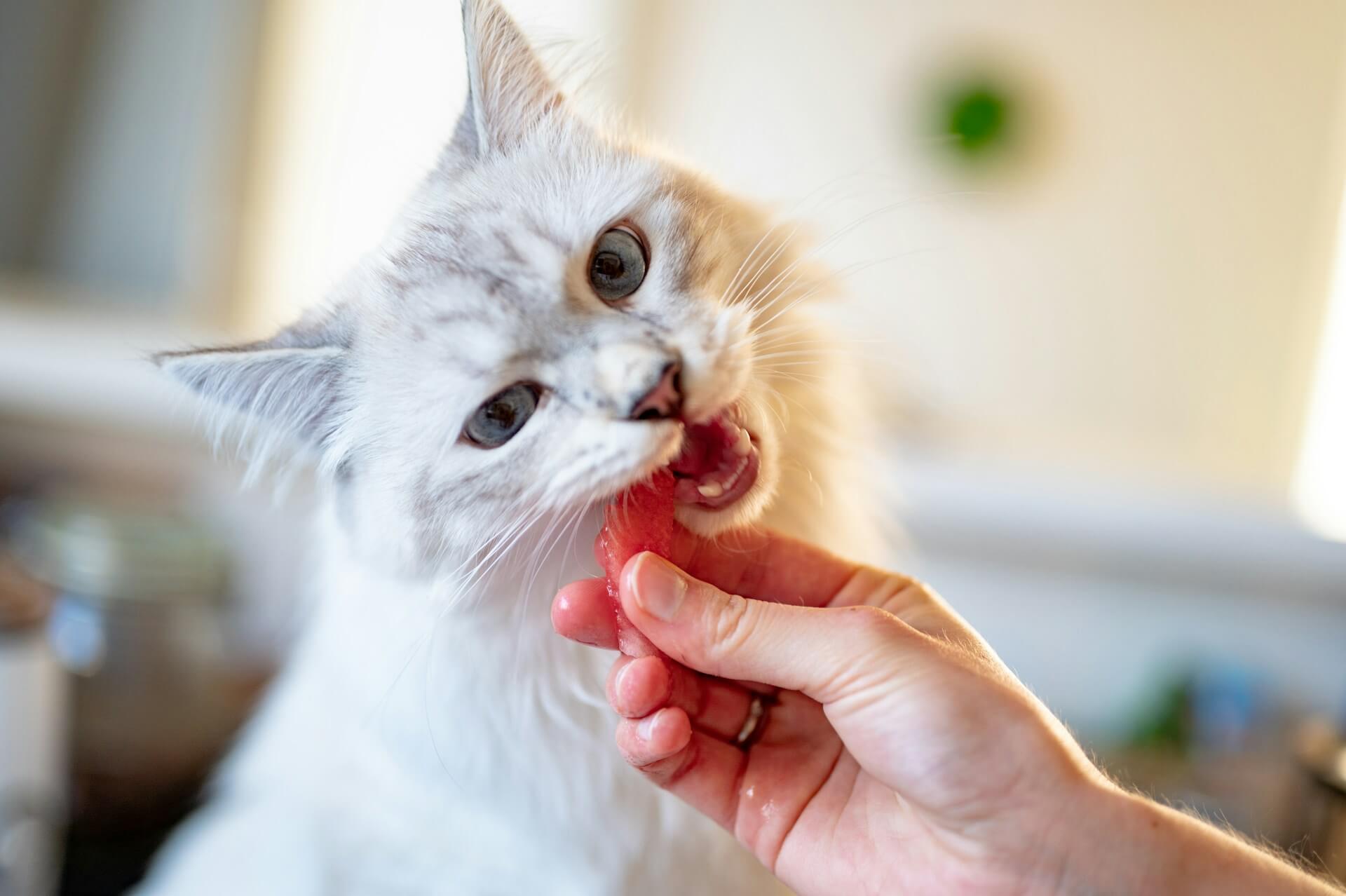 gatto che mangia