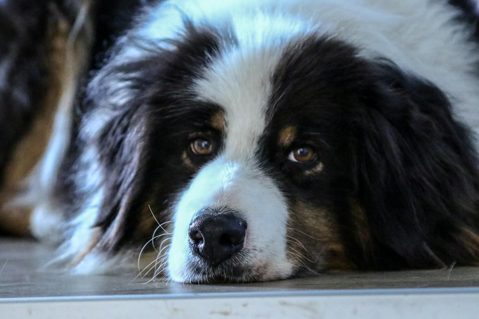 cibo cani adulti problemi gastrointestinali